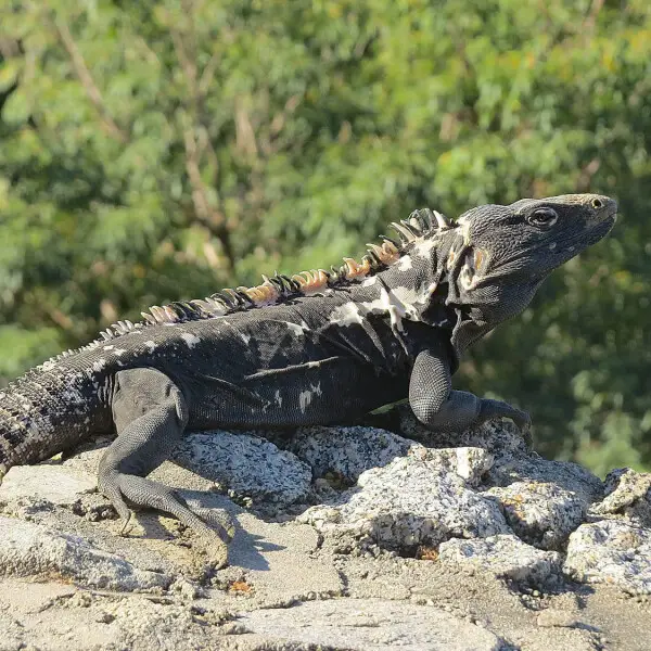 Known as the Mexican Spinytail Iguana, although it ranges from the Southern U.S. to Panama.  Photo from the coast of southwestern Mexico.