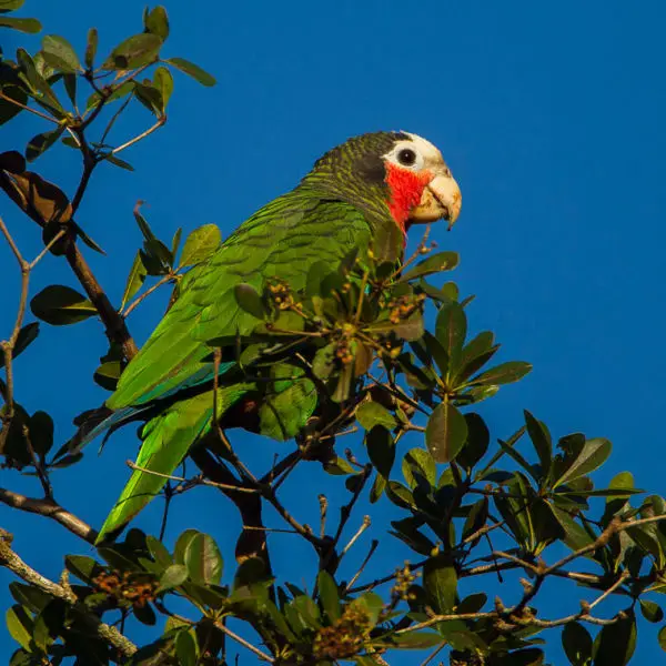 Cuban Parrot - Cuba_S4E0082