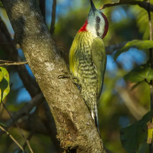 Cuban Woodpecker - Cuba_S4E0314