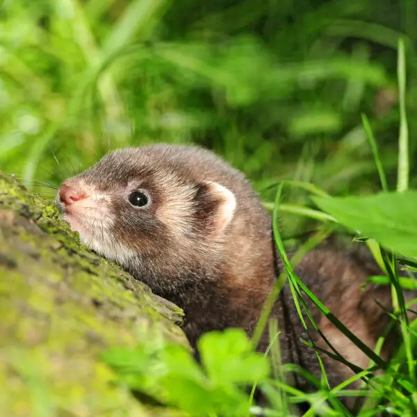 Cute ferret as well