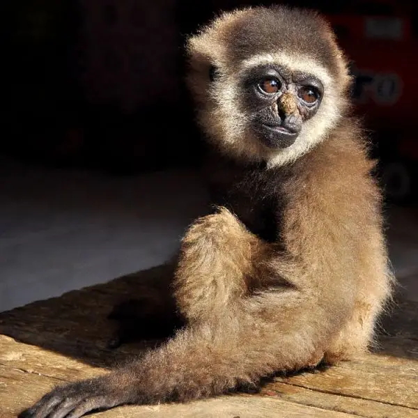 Bornean White-Bearded Gibbon photo
