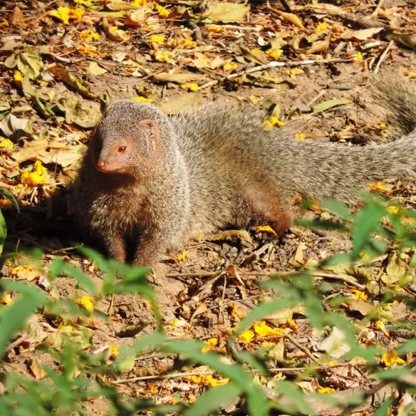 Indian Gray Mongoose photo