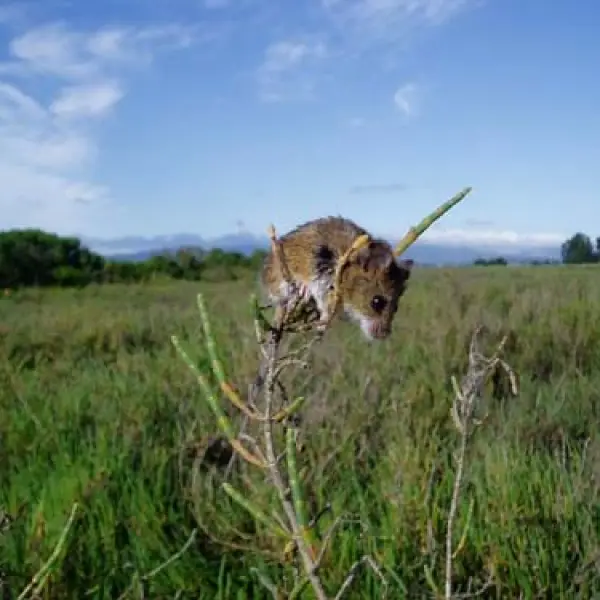 Salt Marsh Harvest Mouse photo
