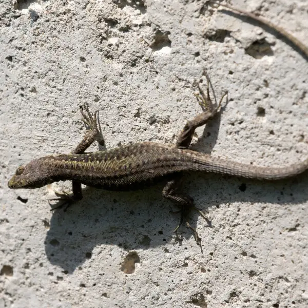 Spiny-Tailed Lizard (Darevskia rudis). Espiye - Giresun, Turkey.