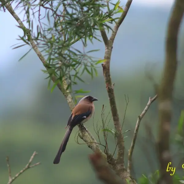 Grey Treepie (Dendrocitta formosae) ssp formosae from Taiwan
