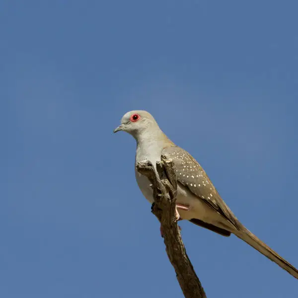 Diamond dove 1