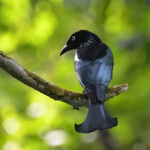 Hair-crested drongo - Facts, Diet, Habitat & Pictures on 