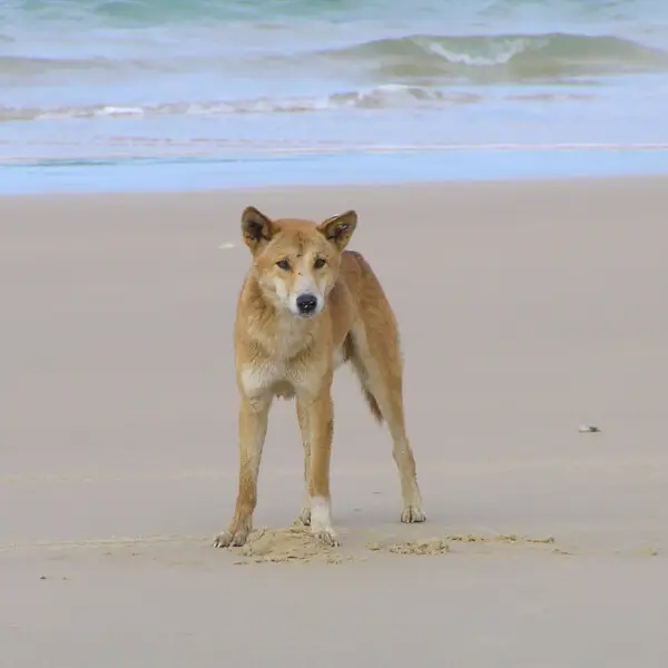 dingo, fraser island, australia