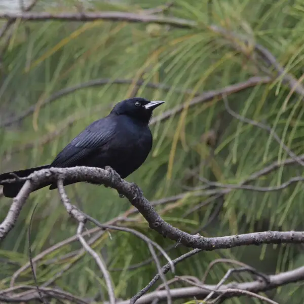 cuban blackbird