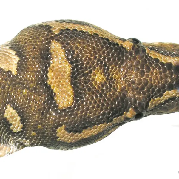 Dorsal view of the head of an adult Angolan Dwarf Python (Python anchietae). This specimen lives in captivity.
This picture is a donation of

Markus Borer www.BoaPython.ch