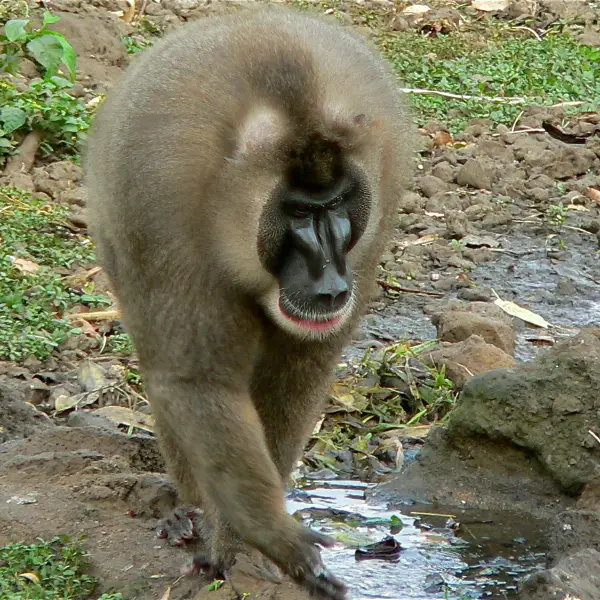 Drill Facts, Diet, Habitat & Pictures on Animalia.bio