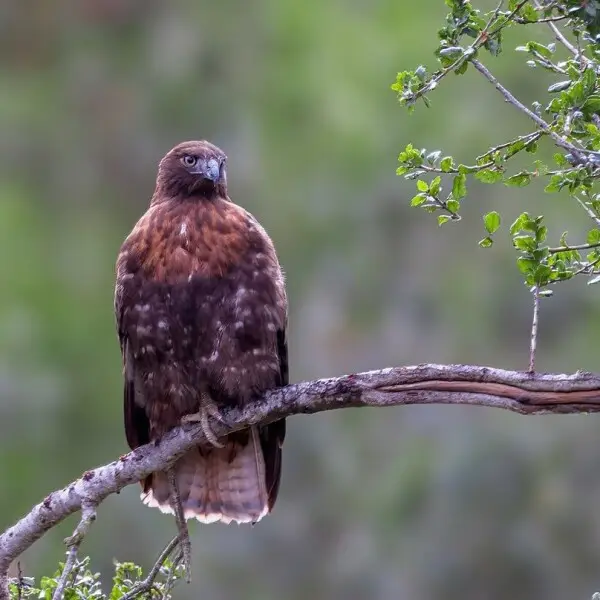 Red-Tailed Hawk - Facts, Diet, Habitat & Pictures on 