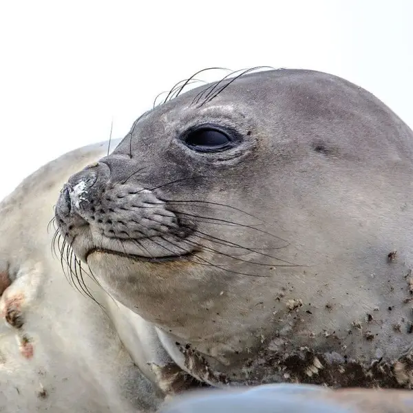 Weddell Seal photo