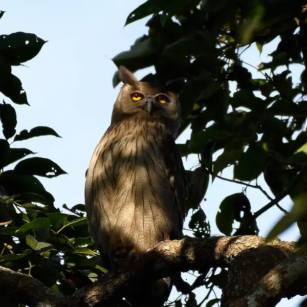 Clicked at Kaziranga National Park, Assam, India by me