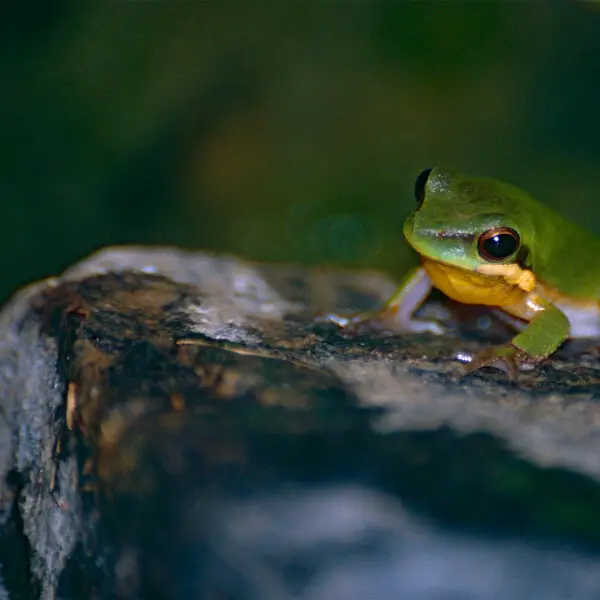 Eastern dwarf tree frog Facts, Diet, Habitat & Pictures on Animalia.bio