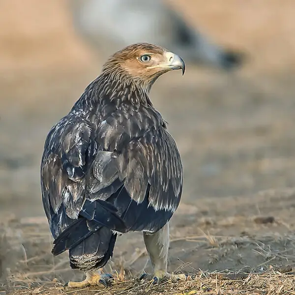 Juvenile Eastern Imperial Eagle, also known as Asian Imperial Eagle (Aquila heliaca) is a large bird of prey which is facing serious threat to its existence. It has almost disappeared from many of its conventional range and. It breeds in Bulgaria, Turkey,