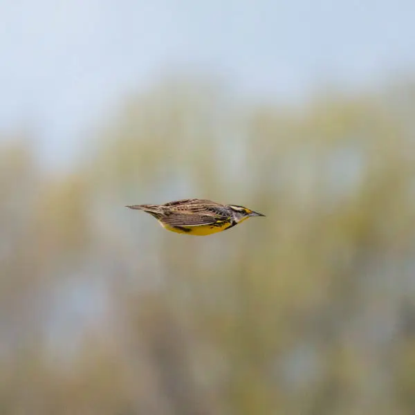 Eastern Meadowlark Facts, Diet, Habitat & Pictures on Animalia.bio