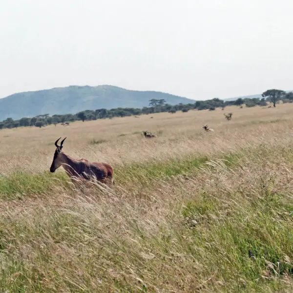 Coke's Hartebeest (Alcelaphus buselaphus cokii) or Kongoni is an antelope native to Kenya and Tanzania.