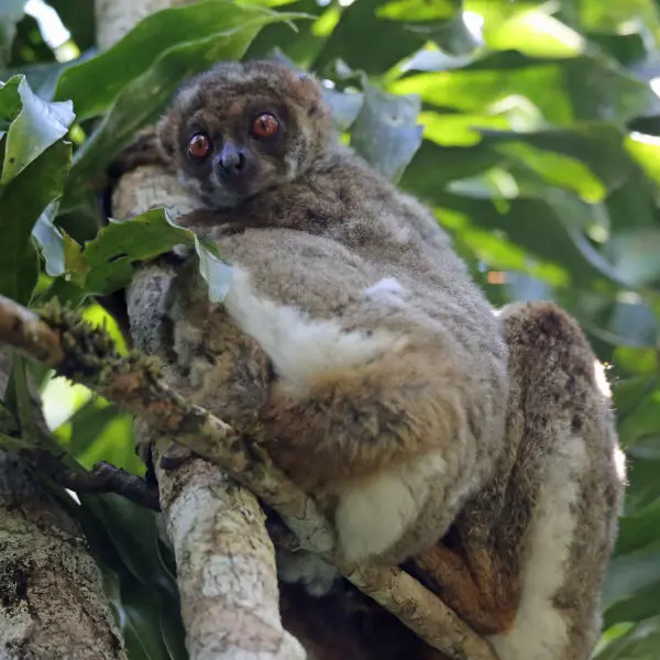 Eastern woolly lemur - baby