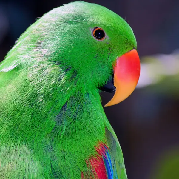 Eclectus Parrot Portrait