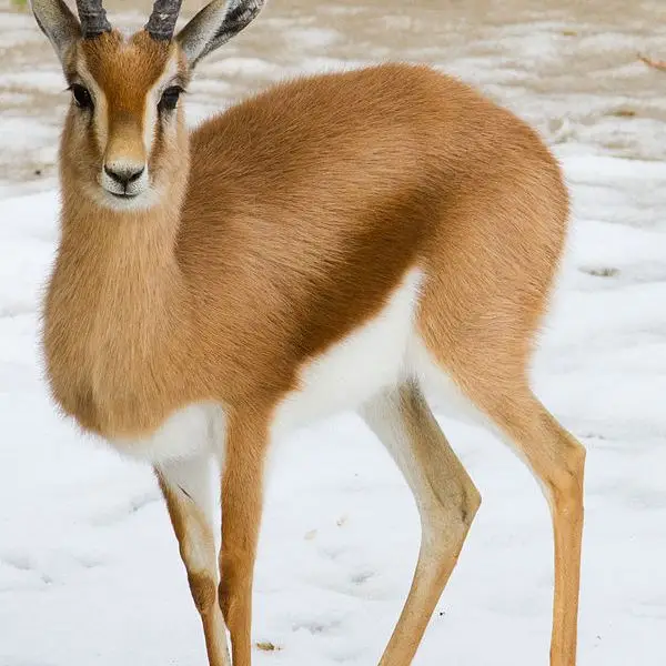 Dorcas Gazelle - Facts, Diet, Habitat & Pictures on 