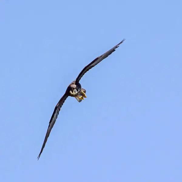 Eleonora's falcon (Falco eleonorae) in flight; cliffs near Episkopi, Limassol, Cyprus. Image 1 of 3
