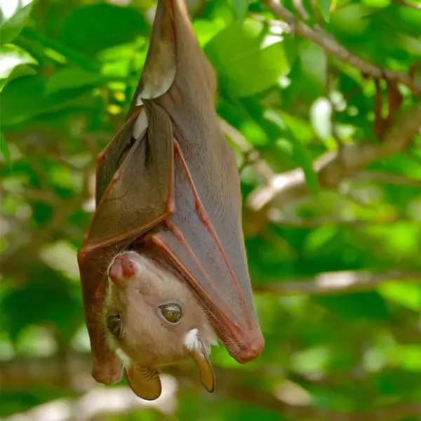 Epauletted Fruit Bat (Epomophorus sp.) juvenile ...