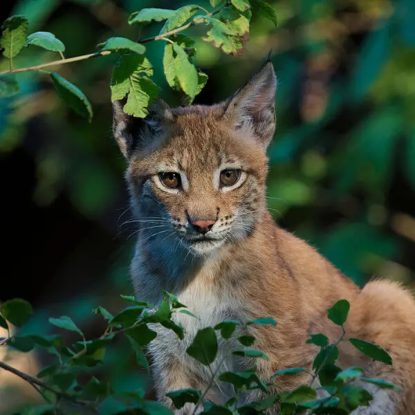 Eurasian Lynx photo