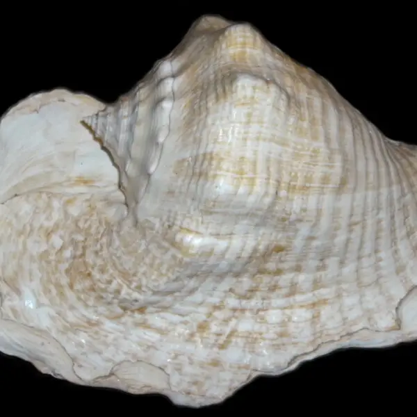 Lobatus goliath]