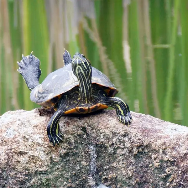 Exercising Turtle
