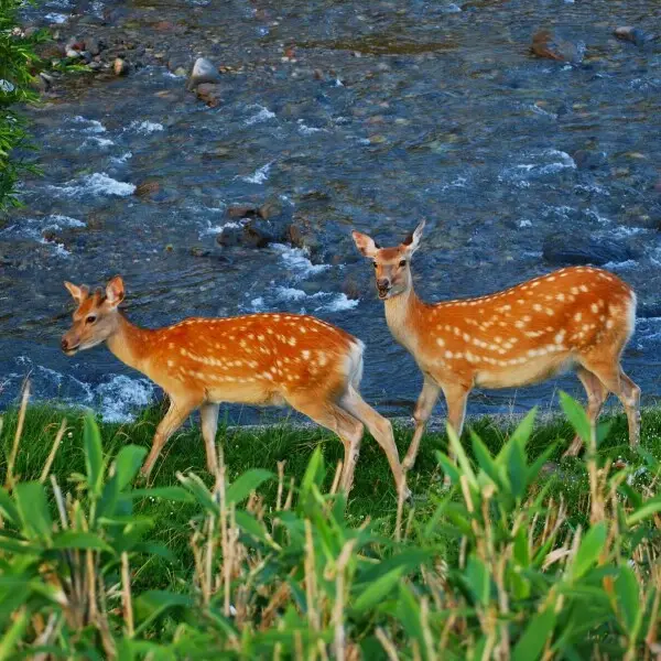 Hokkaido Sika Deer in Shiretoko