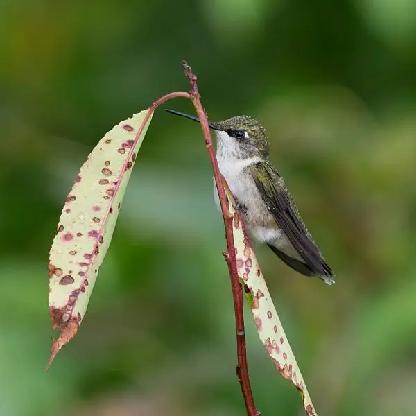 Ruby-Throated Hummingbird photo