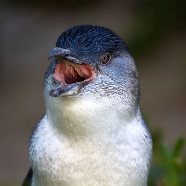 Fairy Penguin