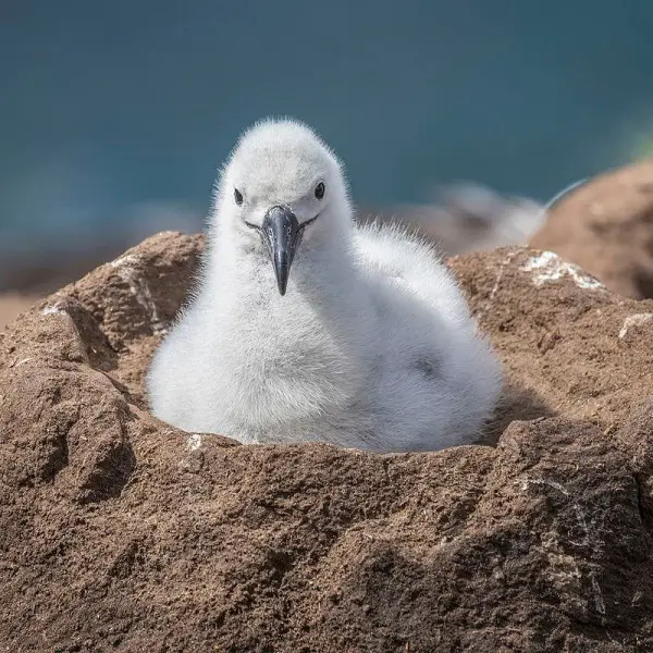 Black-Browed Albatross photo