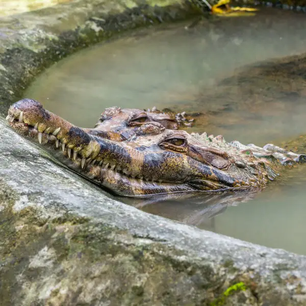 False gharial