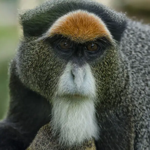 Female De Brazza Monkey
