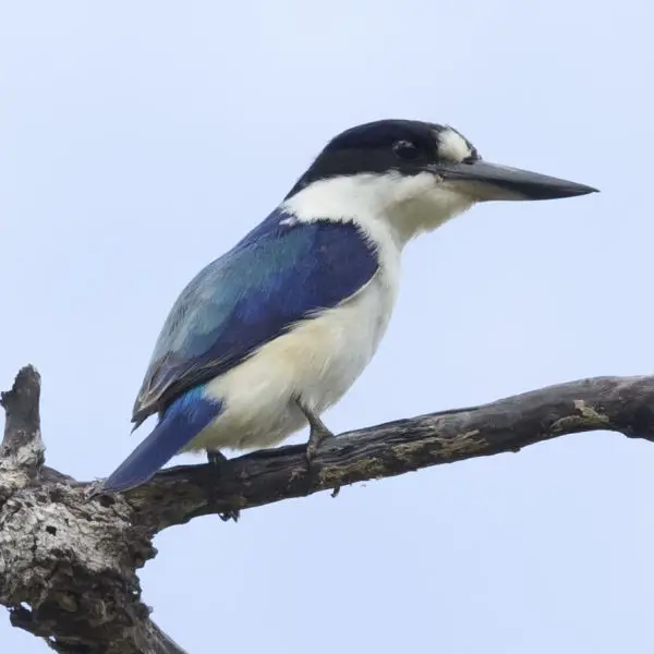 female forest kingfisher