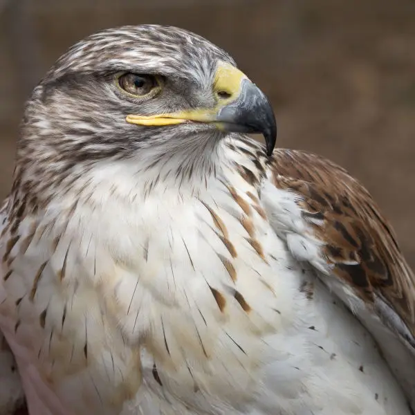 Ferruginous hawk  Eagle Pines Falconry - Wild Birds Unlimited