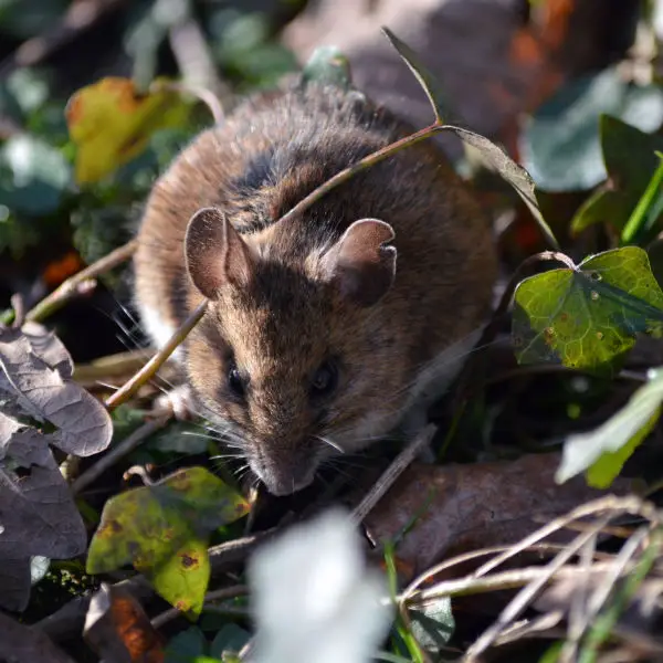 Wood Mouse - Facts, Diet, Habitat & Pictures on Animalia.bio