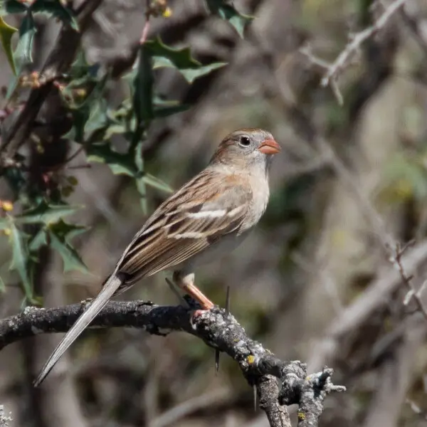 Field Sparrow | South Llano River State Park | TX|2018-02-25|11-25-55-4.jpg