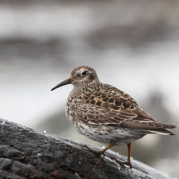 purple sandpiper breeding