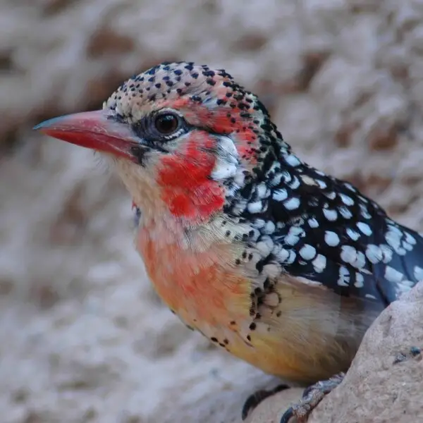 can a barbet live in somalia