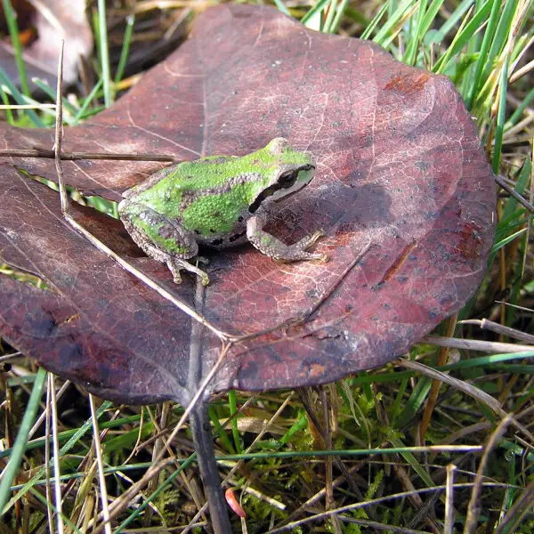 A Northern Pacific tree frog on a leaf at St. Lous Ponds near Salem, Oregon during the spring of 2010.