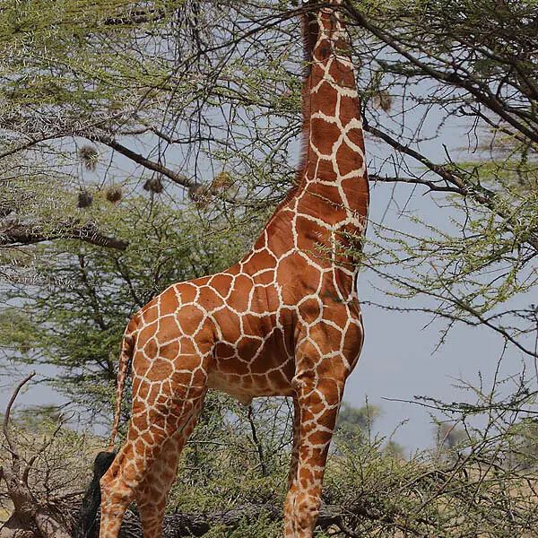 Adult male Reticulated giraffe feeding high up on an acacia, in Samburu Park, Kenya