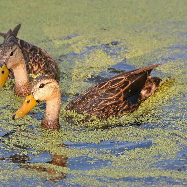Two Mottled Ducks in West Palm Beach, Florida.