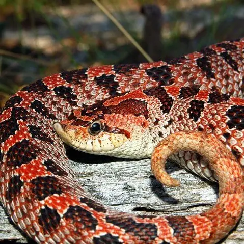 Southern Hognose Snake photo