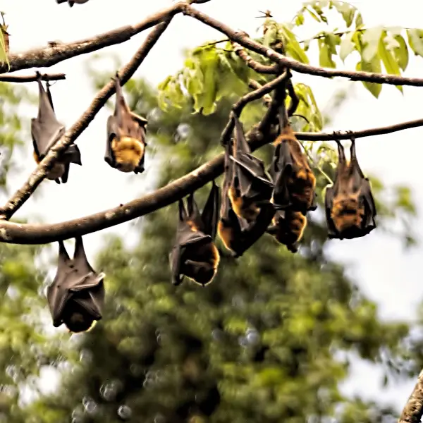 Flying Foxes Philippines