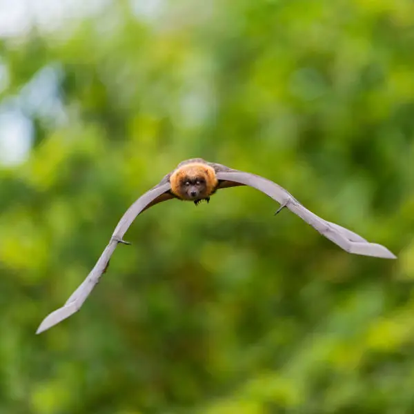 Flying fruit bat III