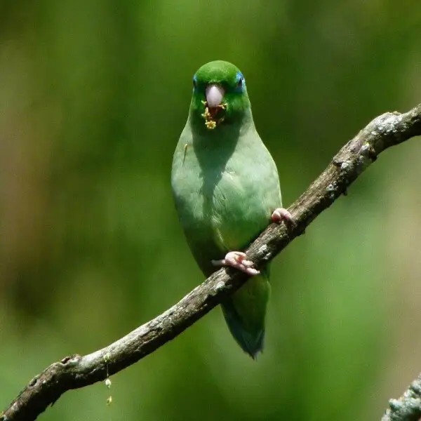 A male Spectacled Parrotlet in Manizales, Caldas, Colombia.