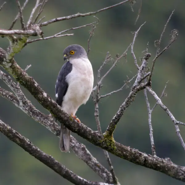 Frances's Sparrowhawk, Masoala National Park, Madagascar

Swarowski 80 HD 30 X, Coolpix P5100 (Adapter DCB)